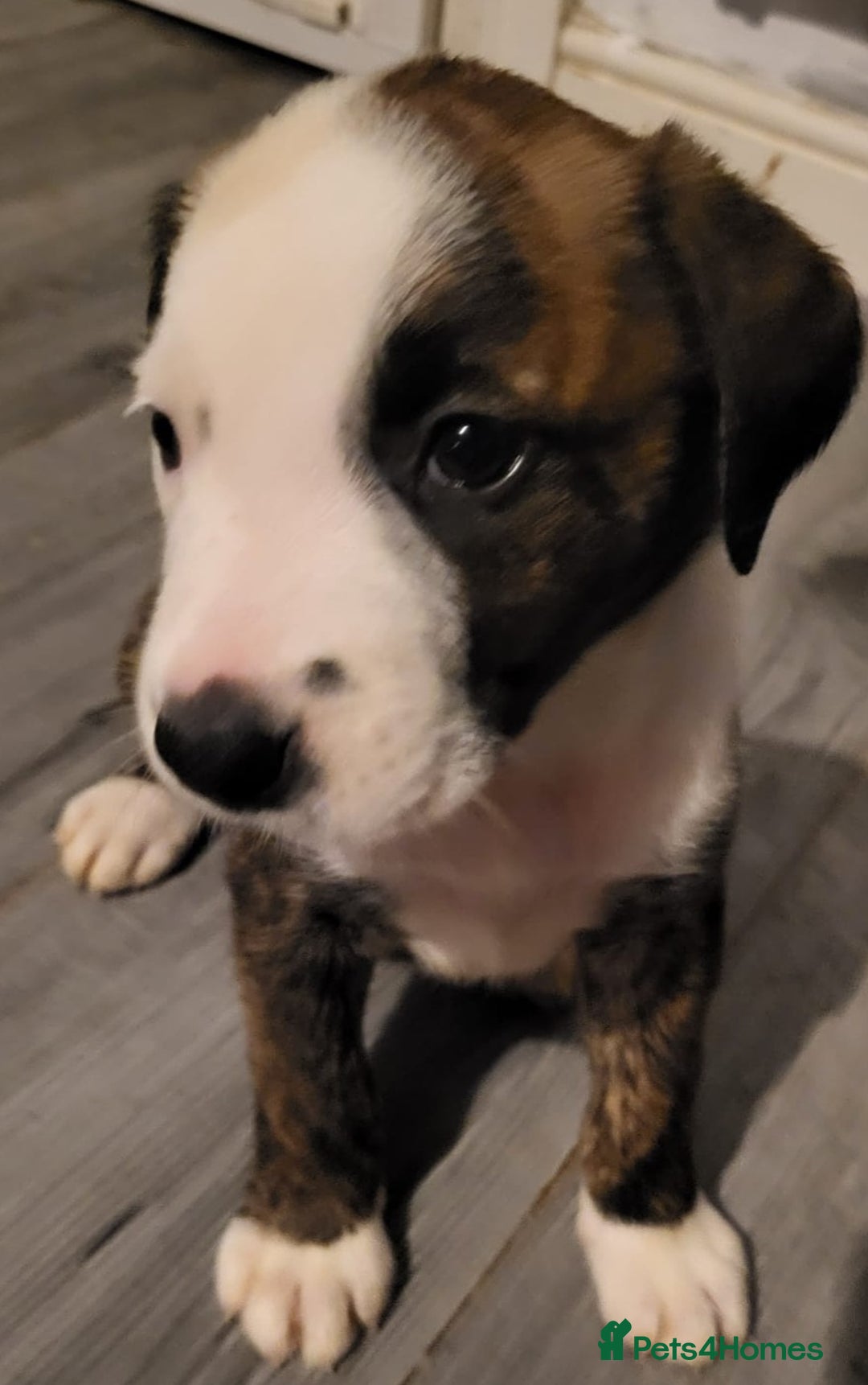 Mixed Breed dogs for sale: 8 beautiful presa canario x huntaway puppies  - Image 11