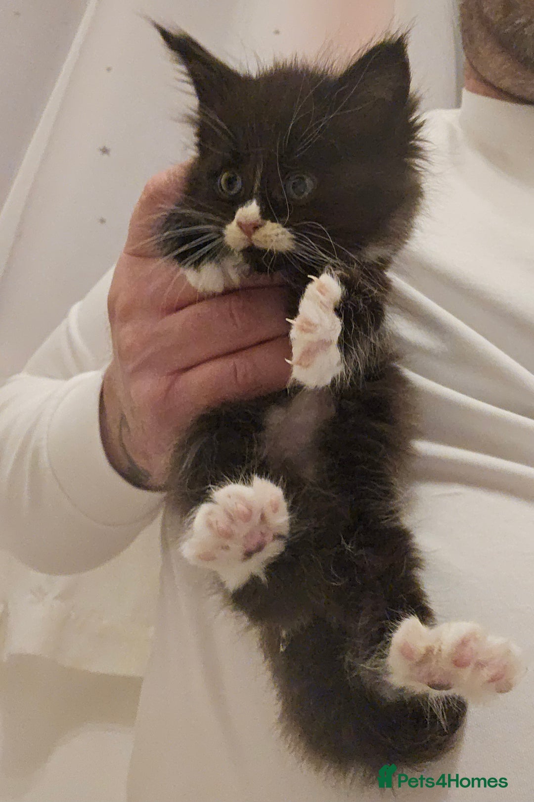 Maine Coon cats for sale: Giants TICA and GCCF Maine Coon registered  - Advert 6