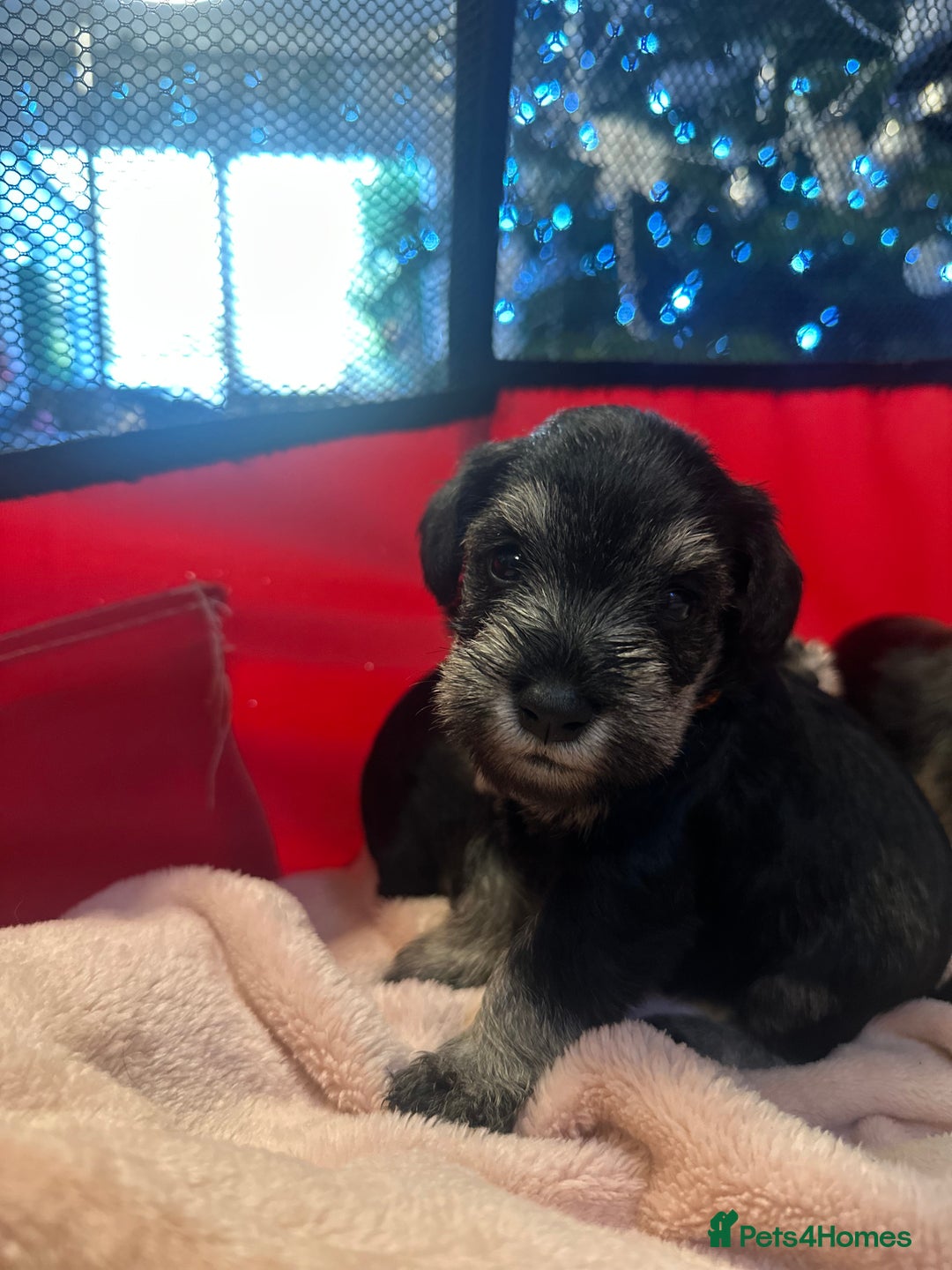 Miniature Schnauzer dogs for sale: OUTSTANDING CHAMPION LINES PUPPIES  - Advert 27