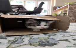 Ragdoll cats for sale: 2 half ragdoll kittens - 1 male 1 female - Image 8