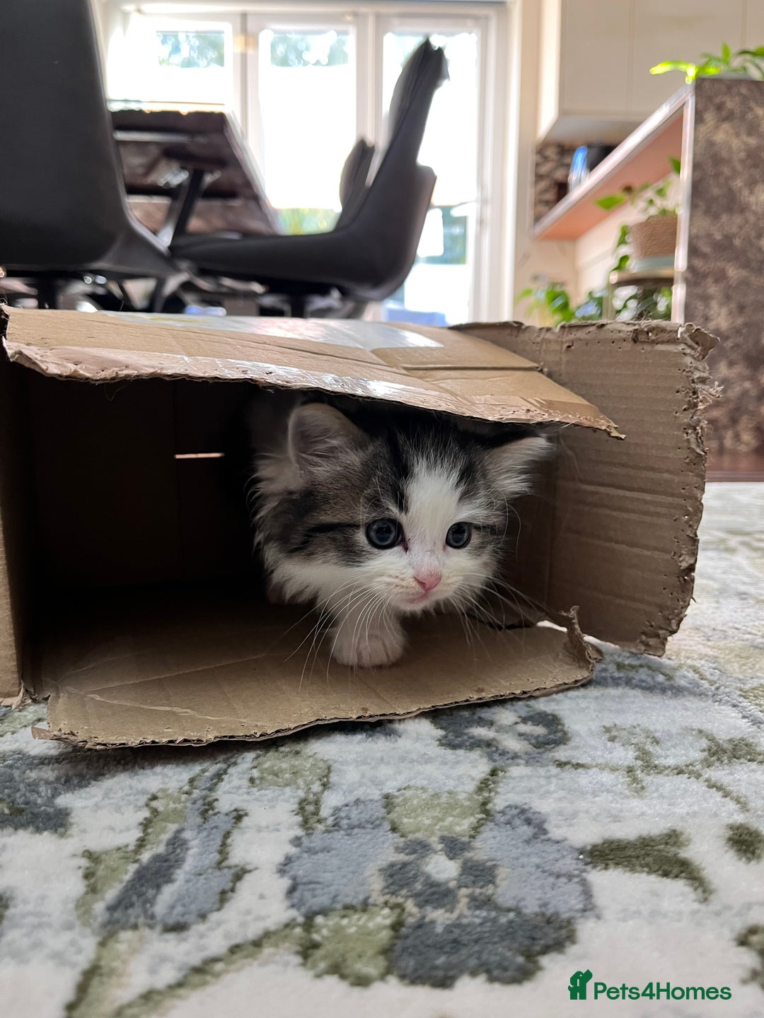 Ragdoll cats for sale: 2 half ragdoll kittens - 1 male 1 female - Image 8