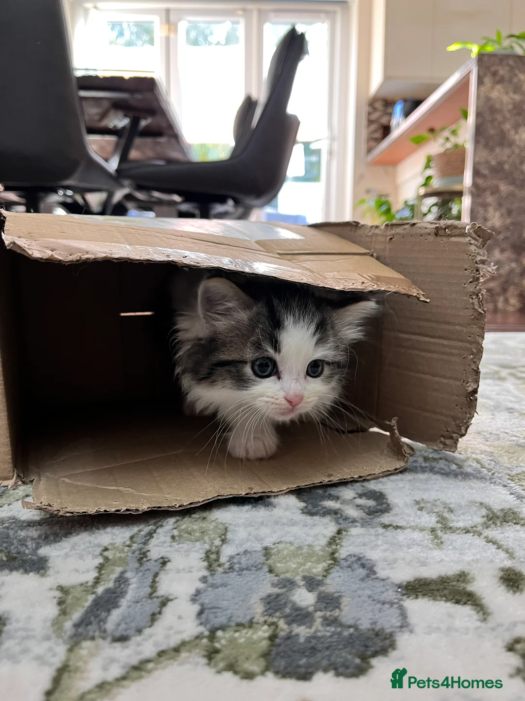 Ragdoll cats for sale: 2 half ragdoll kittens - 1 male 1 female - Advert 2