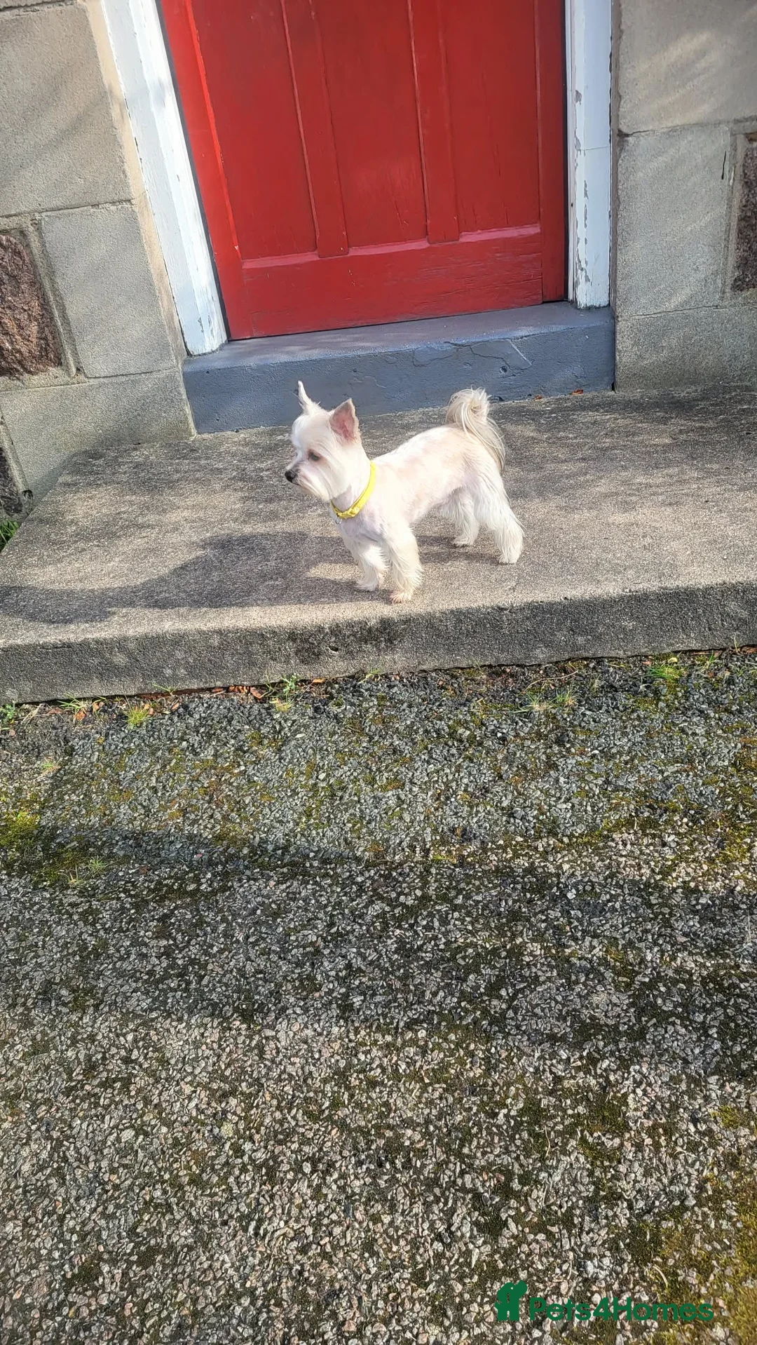 Morkie dogs for stud: Stud boy  in Aberdeen - Advert 1