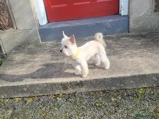 Morkie dogs Stud boy - Advert 1