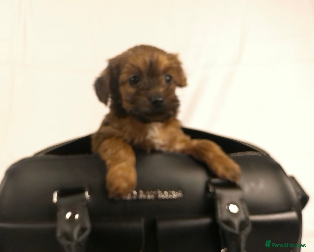 Yorkiepoo dogs for sale: Tiny Yorkipoos beautiful fluff balls puppies - Image 30