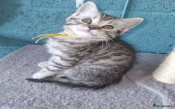 British Shorthair cats for sale: British shorthair  - Image 6
