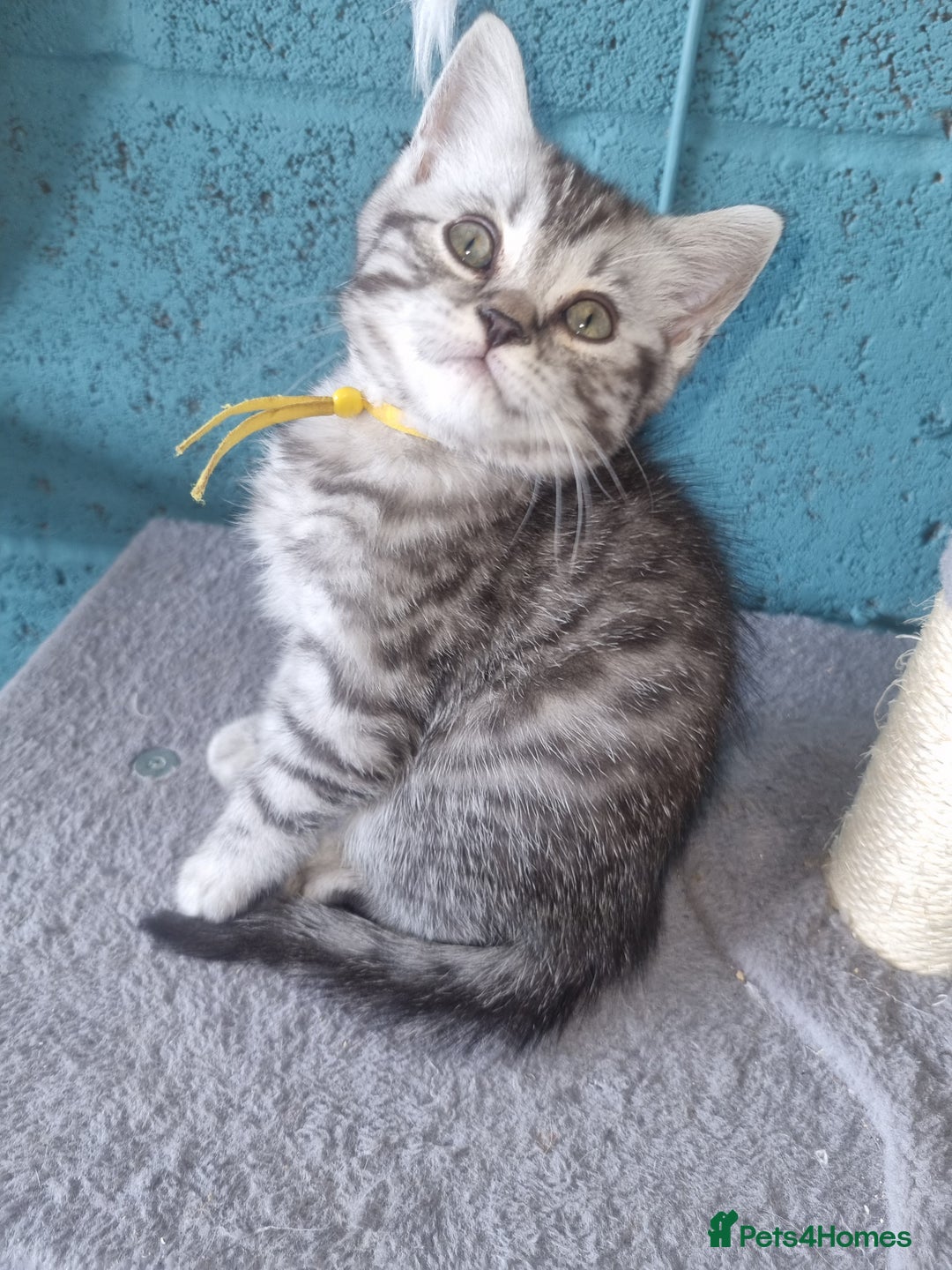 British Shorthair cats for sale: British shorthair  - Image 6