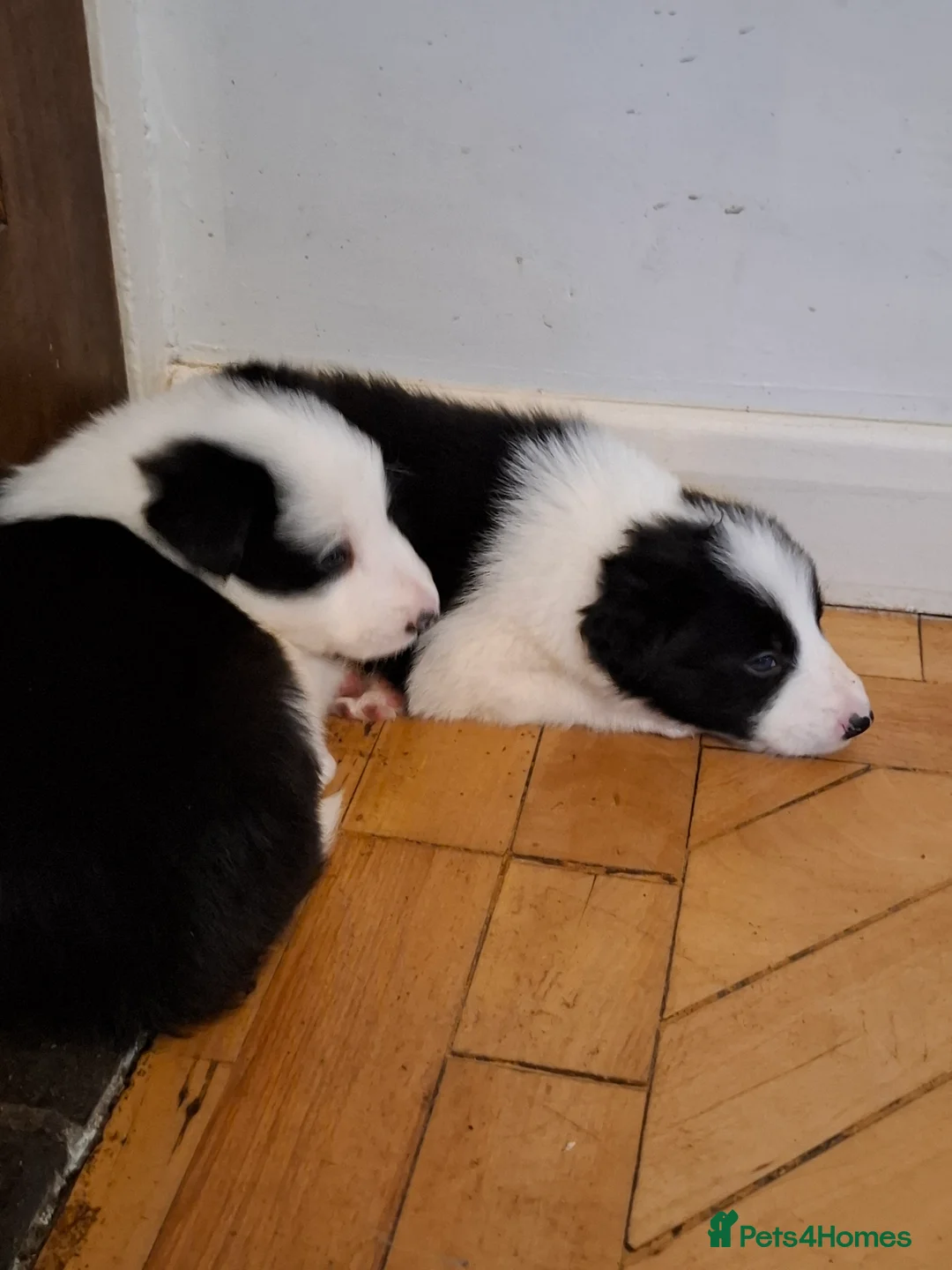 Border Collie dogs for sale: Border Collie puppies - Advert 5