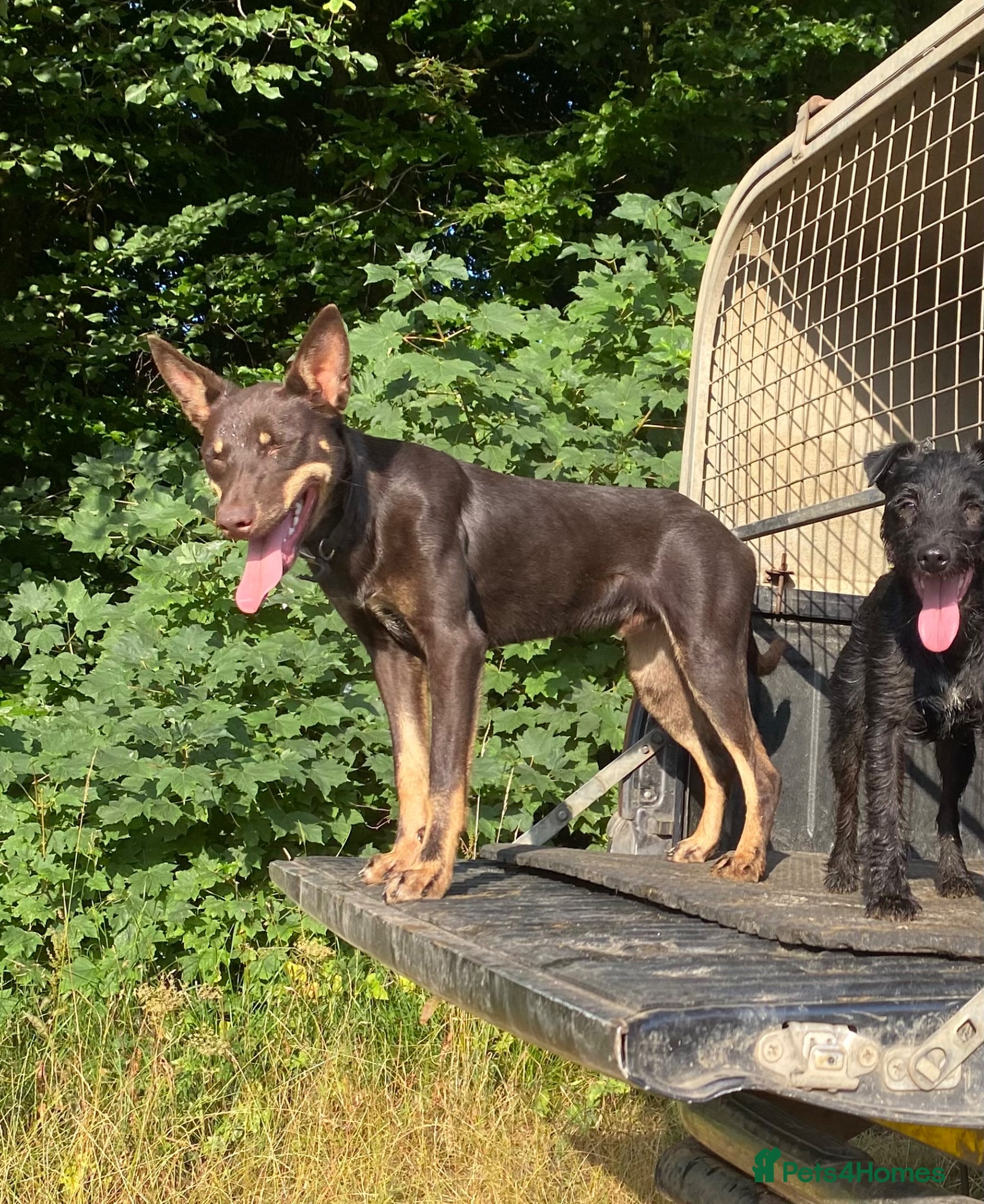 Australian Kelpie dogs for sale: Copper- brown kelpie dog in Cheltenham - Advert 4