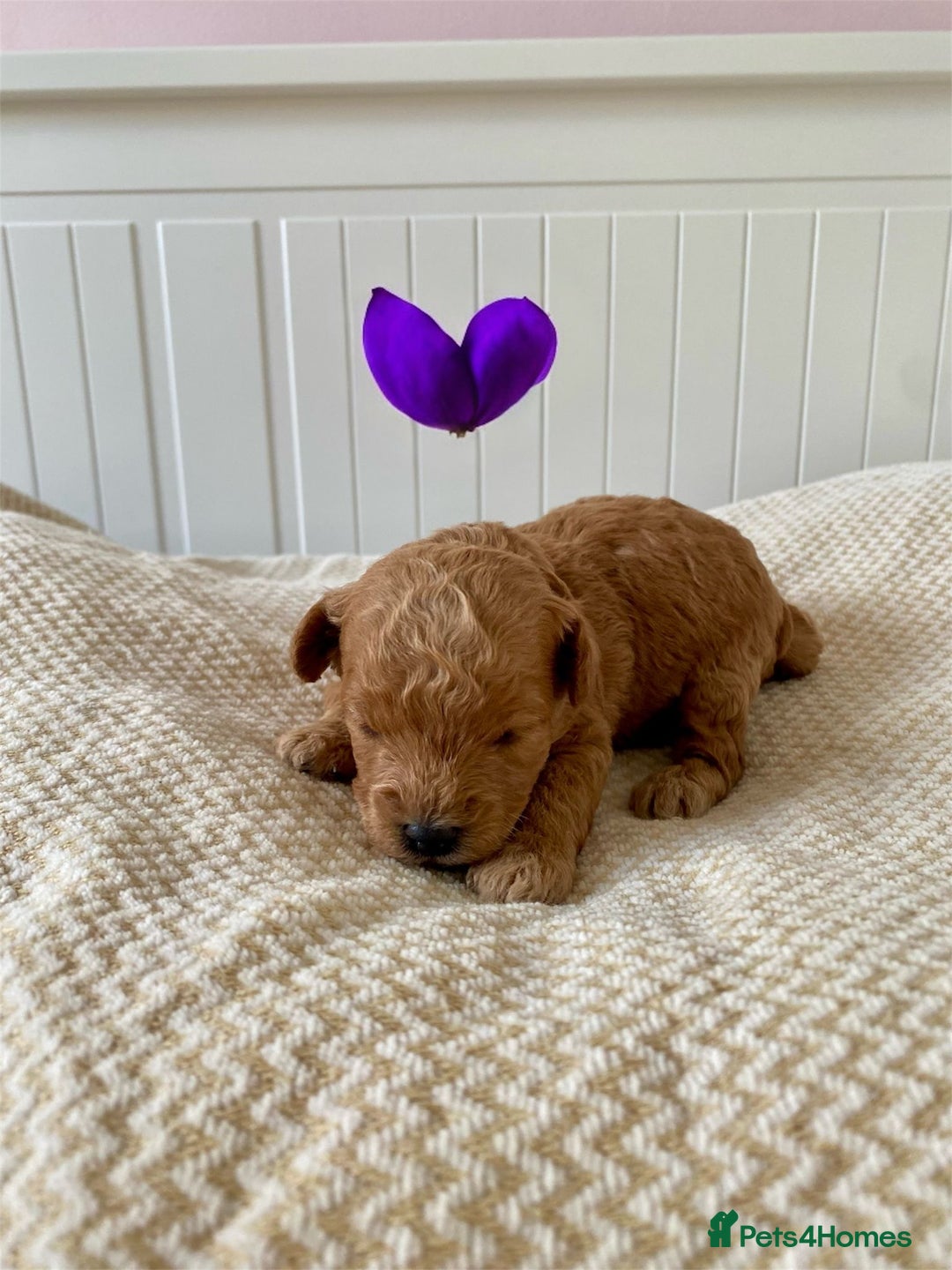 Poochon dogs for sale: ♥️🐶🧸 TINY ASIAN TOY POOCHONS FOR SALE ♥️ - Advert 15