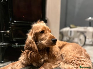 Cocker Spaniel dogs Beautiful KC Registered Golden Show Cocker - Advert 1