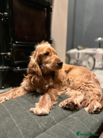 Cocker Spaniel dogs Beautiful KC Registered Golden Show Cocker - Advert 3