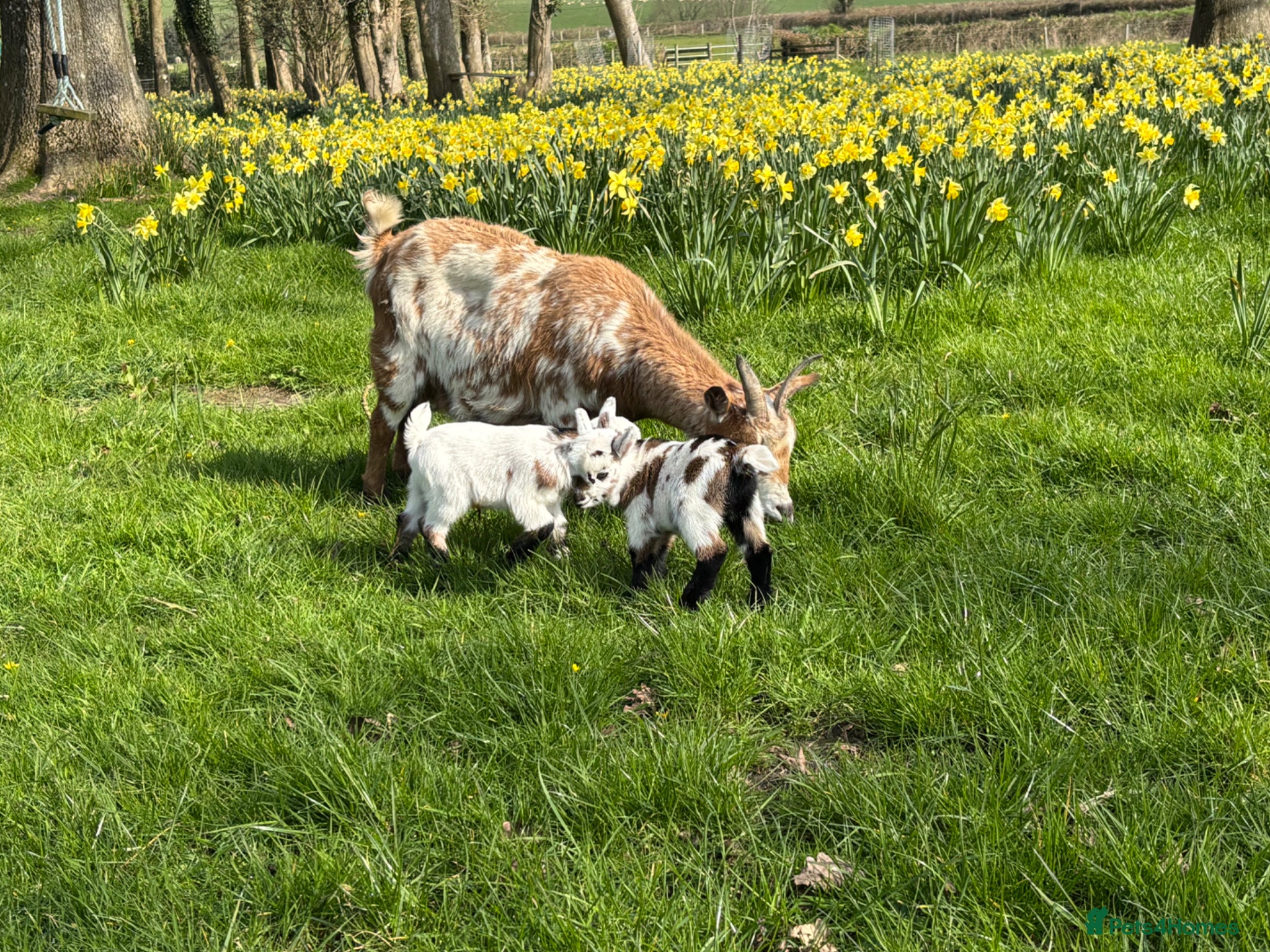 Goats livestock Pygmy Goats - Advert 3