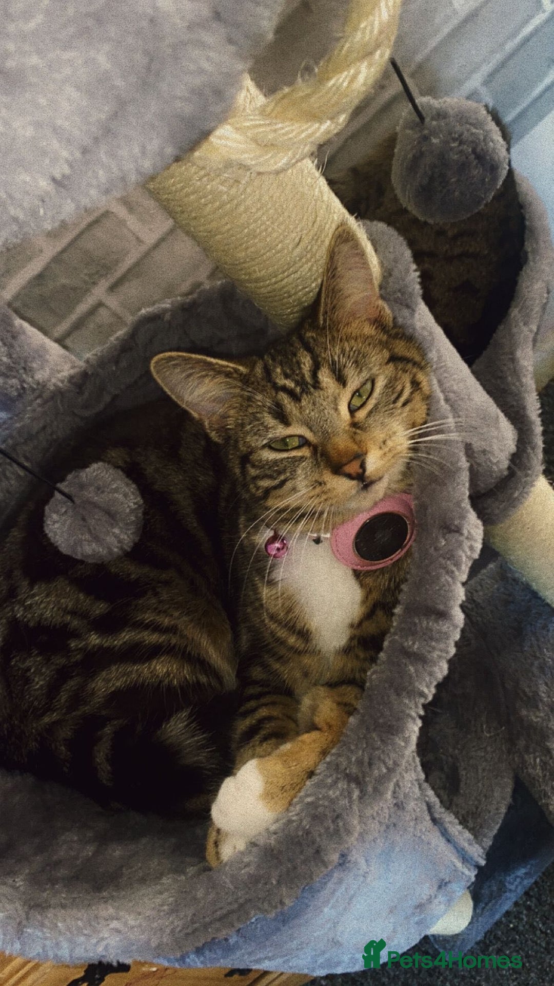 American Shorthair cats for sale: Rehome my beautiful tabby girl - Image 2