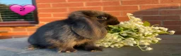 Mini Lop rabbits for sale: 🥕🐰Beautiful mini lops🐰🥕 - Advert 4