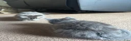 Mixed Breed cats for sale: 1 GREY KITTEN LEFT FOR SALE  - Advert 6
