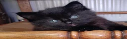 Mixed Breed cats for sale: 2 very fluffy kittens - Advert 8