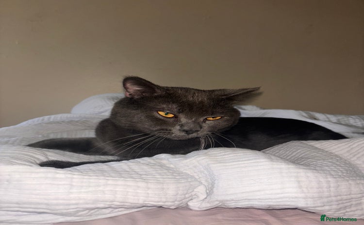 British Shorthair cats - Advert 13