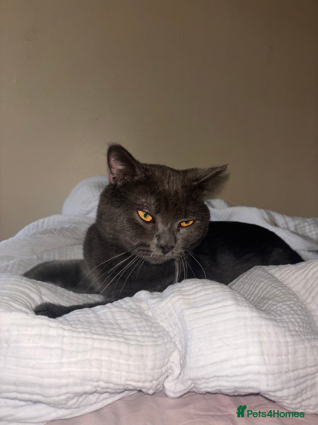 British Shorthair cats for sale: Male Blue grey bsh cat  - Image 1