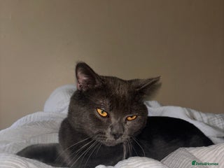 British Shorthair cats for sale - Advert 1