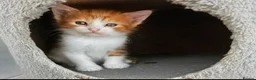 Mixed Breed cats for sale: Every Colour Imaginable! Bo's blue-eyed Beauties - Advert 17