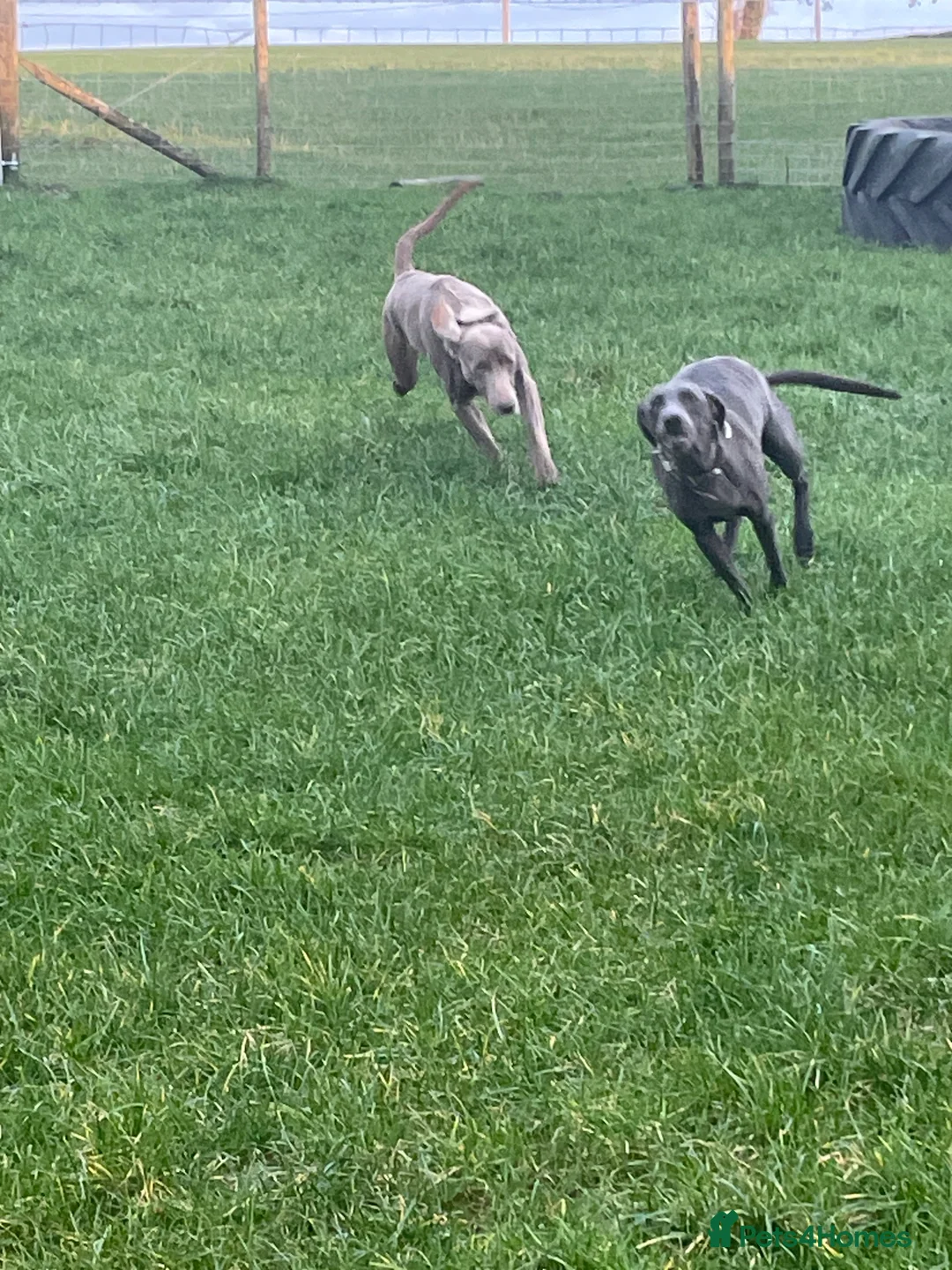 Weimaraner dogs for sale: Weimaraner kc registered  - Advert 6