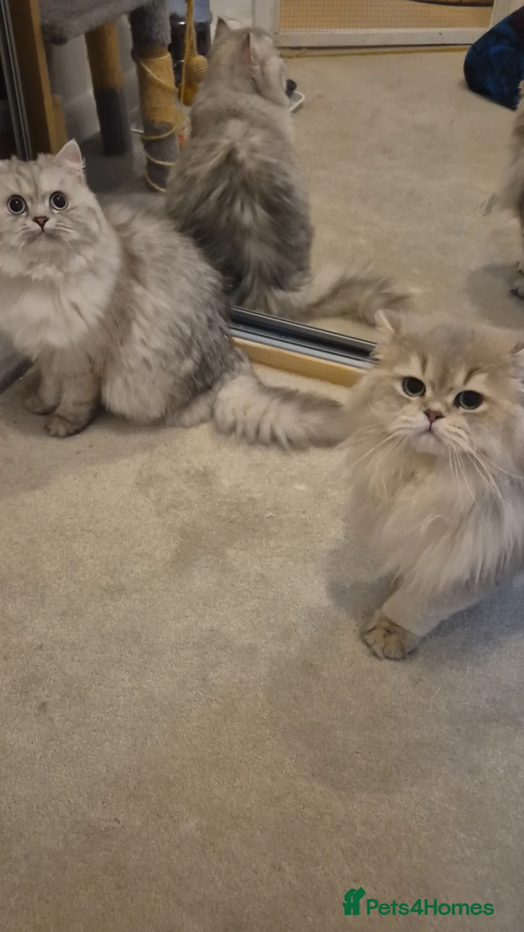 British Longhair cats for sale: Beautiful British Longhair Kittens-Ready 19th June - Advert 2