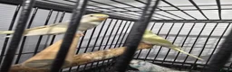 Budgerigars birds for sale: Baby Budgies - Advert 9