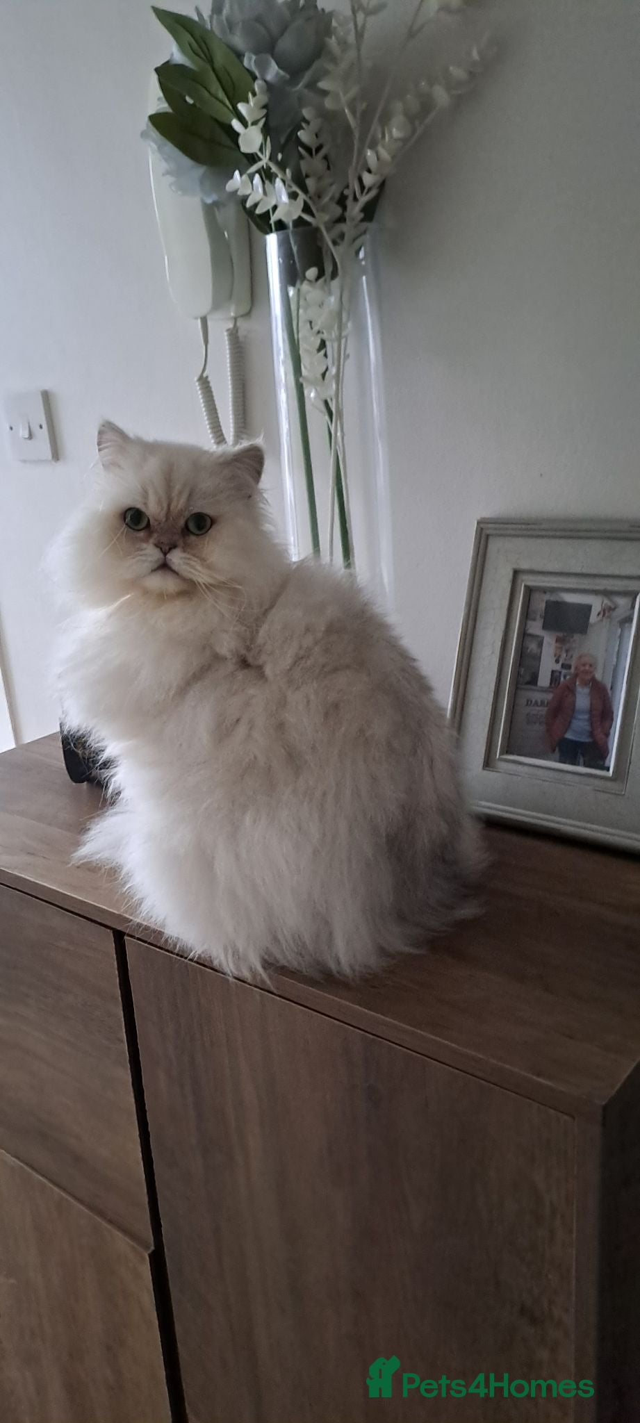 Persian cats Persian Chinchilla - Advert 2
