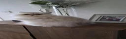 Persian cats for sale: Persian Chinchilla - Advert 1