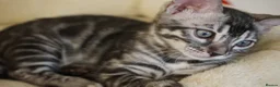 Bengal cats for sale: 2 Tica Registered male Bengal kittens for sale  in Windsor - Advert 23