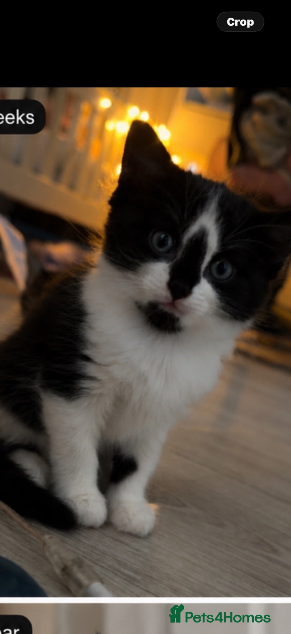 Mixed Breed cats Kittens for sale ready to go  - Advert 6
