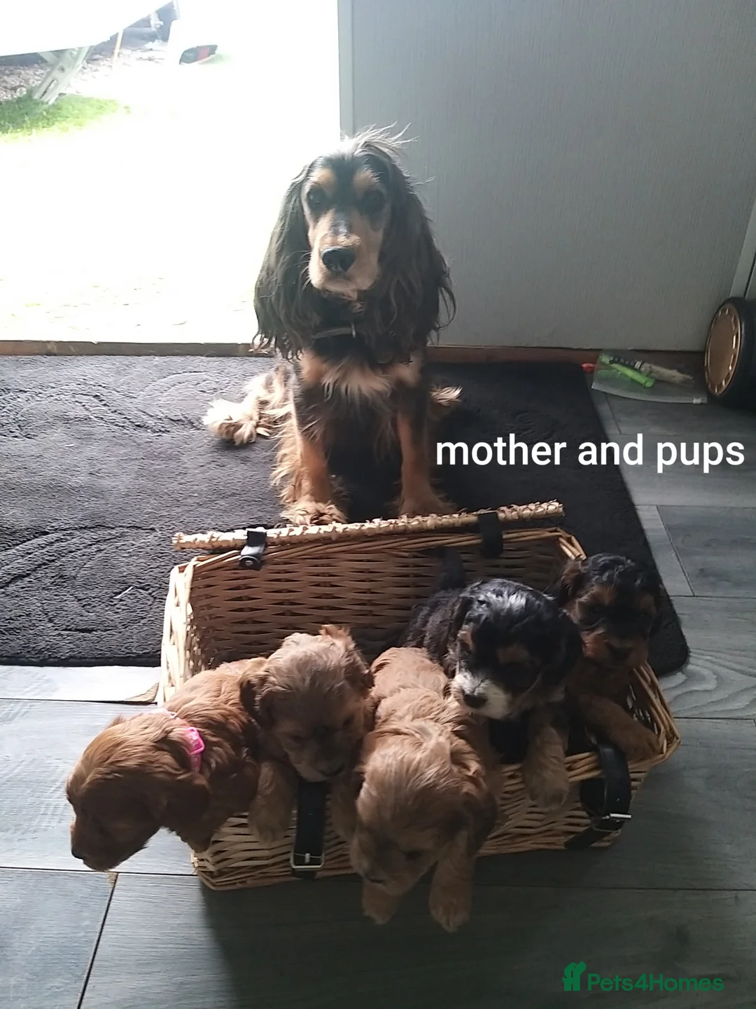 Cockapoo dogs for sale: Gorgeous f1 cockerpoo puppies in Derby - Advert 1