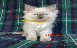 Ragdoll cats for sale: Ragdoll Kitten GCCF, ready now. - Image 11