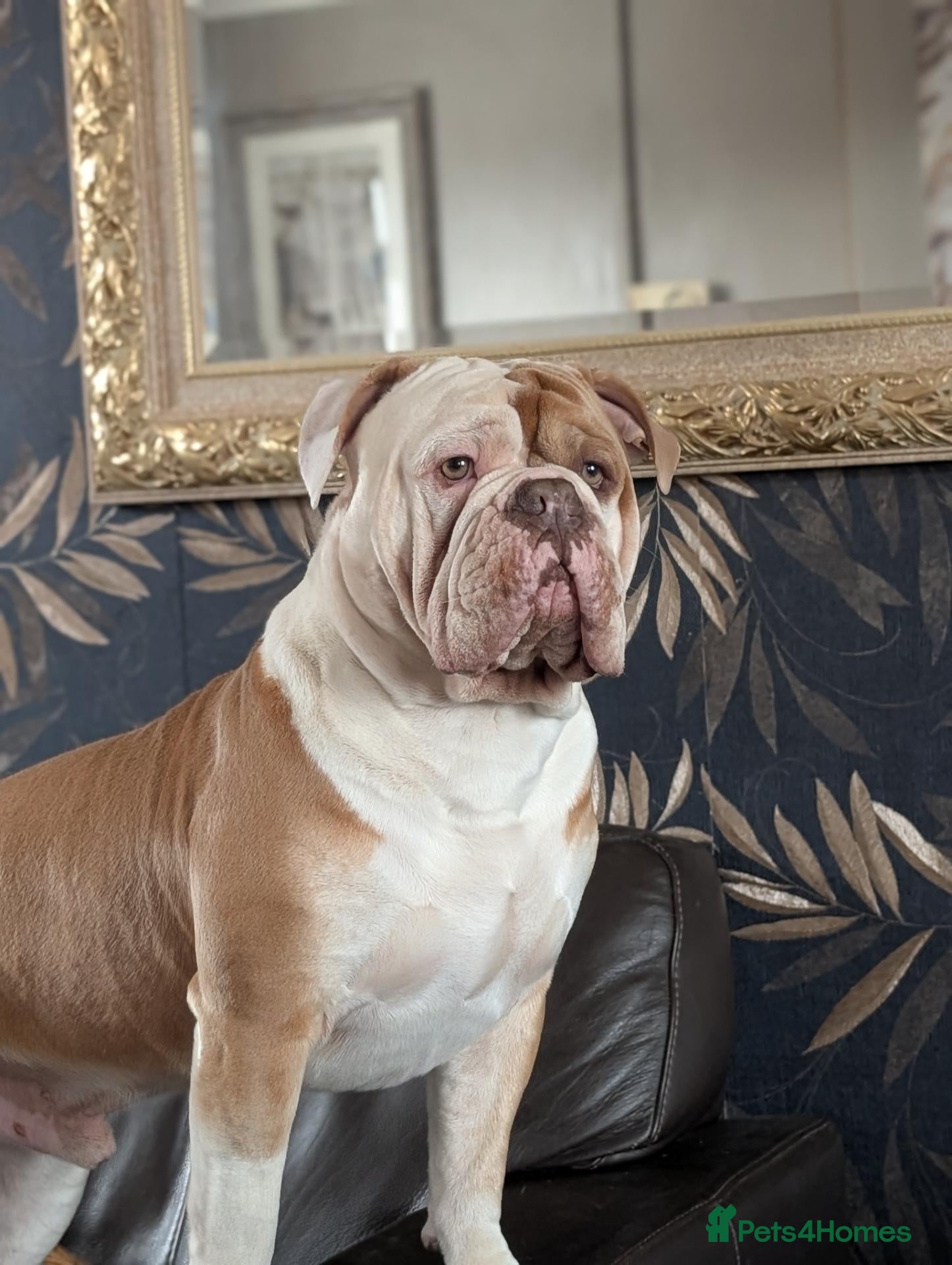 Olde English Bulldogge dogs for stud: OUR BEAUTIFUL BOY AKA STITCH (STUD) KENT BASED  - Advert 2