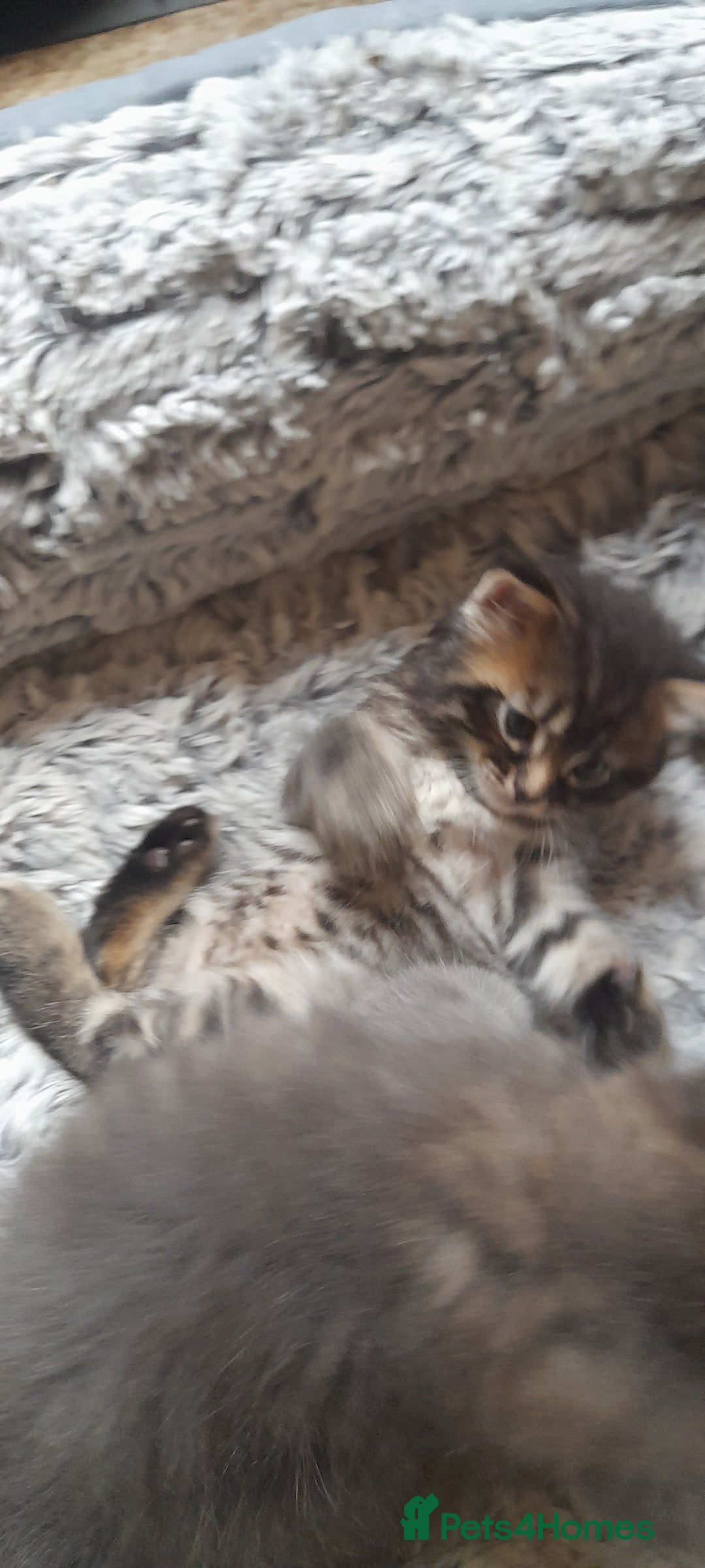 Mixed Breed cats for sale: Kittens  - Image 4