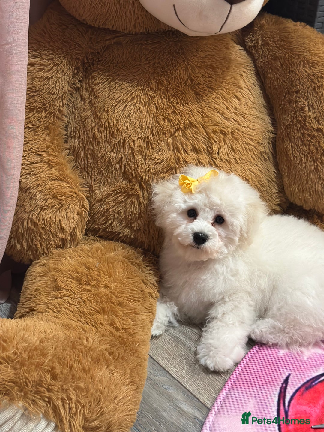 Bichon Frise dogs for sale: ✨ Bichon Frisé Puppies from Champion Bloodlines ✨ - Advert 1