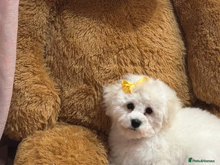 Bichon Frise dogs ✨ Bichon Frisé Puppies from Champion Bloodlines ✨ - Advert 18