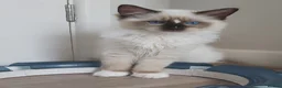 Ragdoll cats for sale: RAGDOLLS SEAL POINT BICOLOUR GIRLS BLUE EYES  - Advert 19
