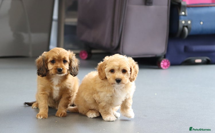 Cavapoo dogs - Advert 2