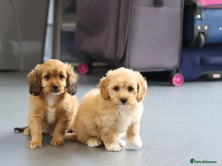 Cavapoo dogs - Advert 2