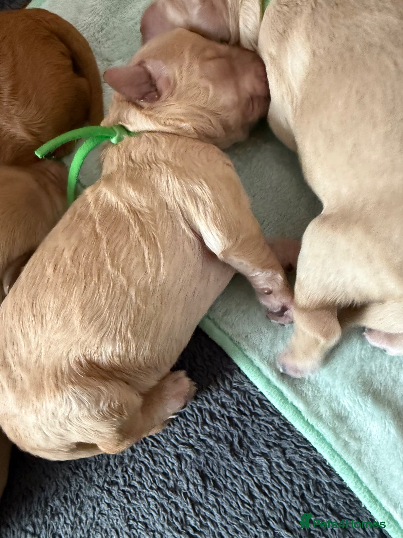 Mixed Breed dogs Multigeneration Cream/Apricot Double Doodles  - Advert 2