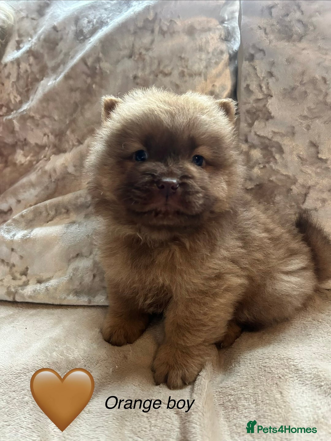 Chow Chow dogs for sale: Beautiful chow chow puppies 🥰 - Advert 10