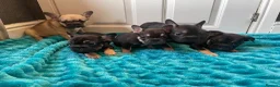 French Bulldog dogs for sale: STUNNING LITTER AVAILABLE NOW!  - Advert 14