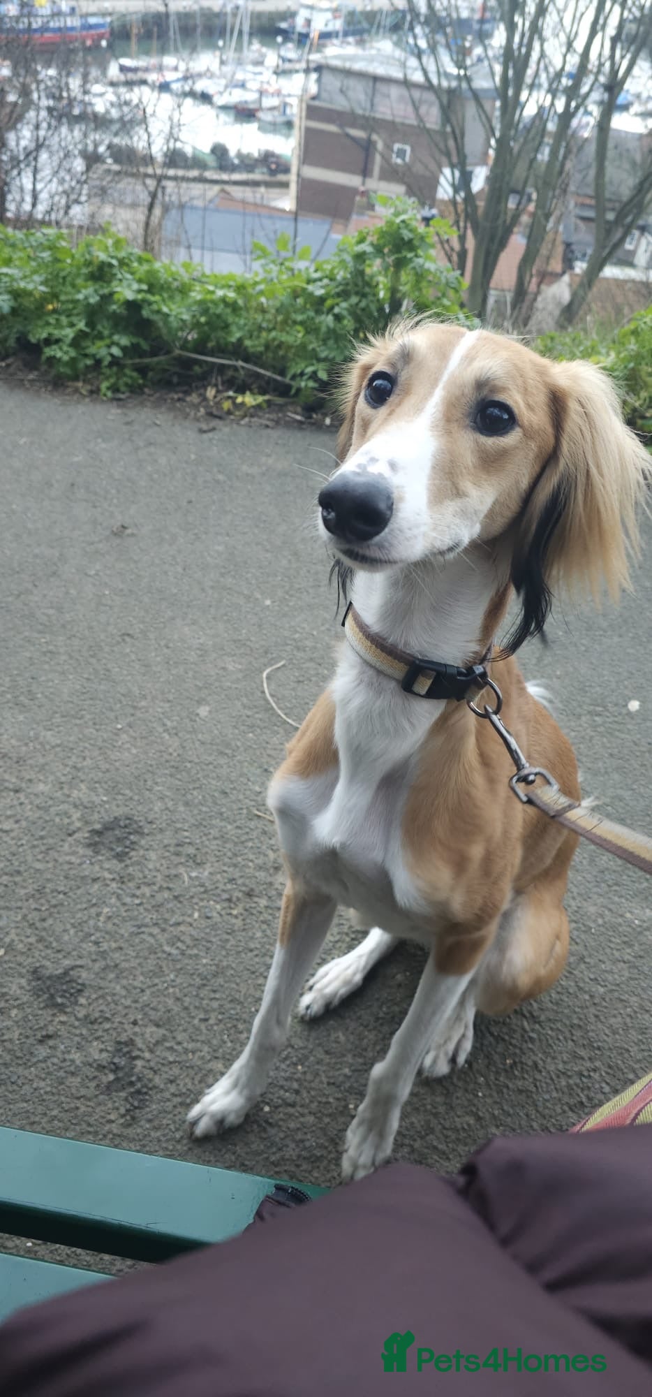 Saluki dogs Jagger - Male Saluki  - Advert 1