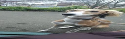 Saluki dogs for sale: Jagger - Male Saluki  - Advert 1