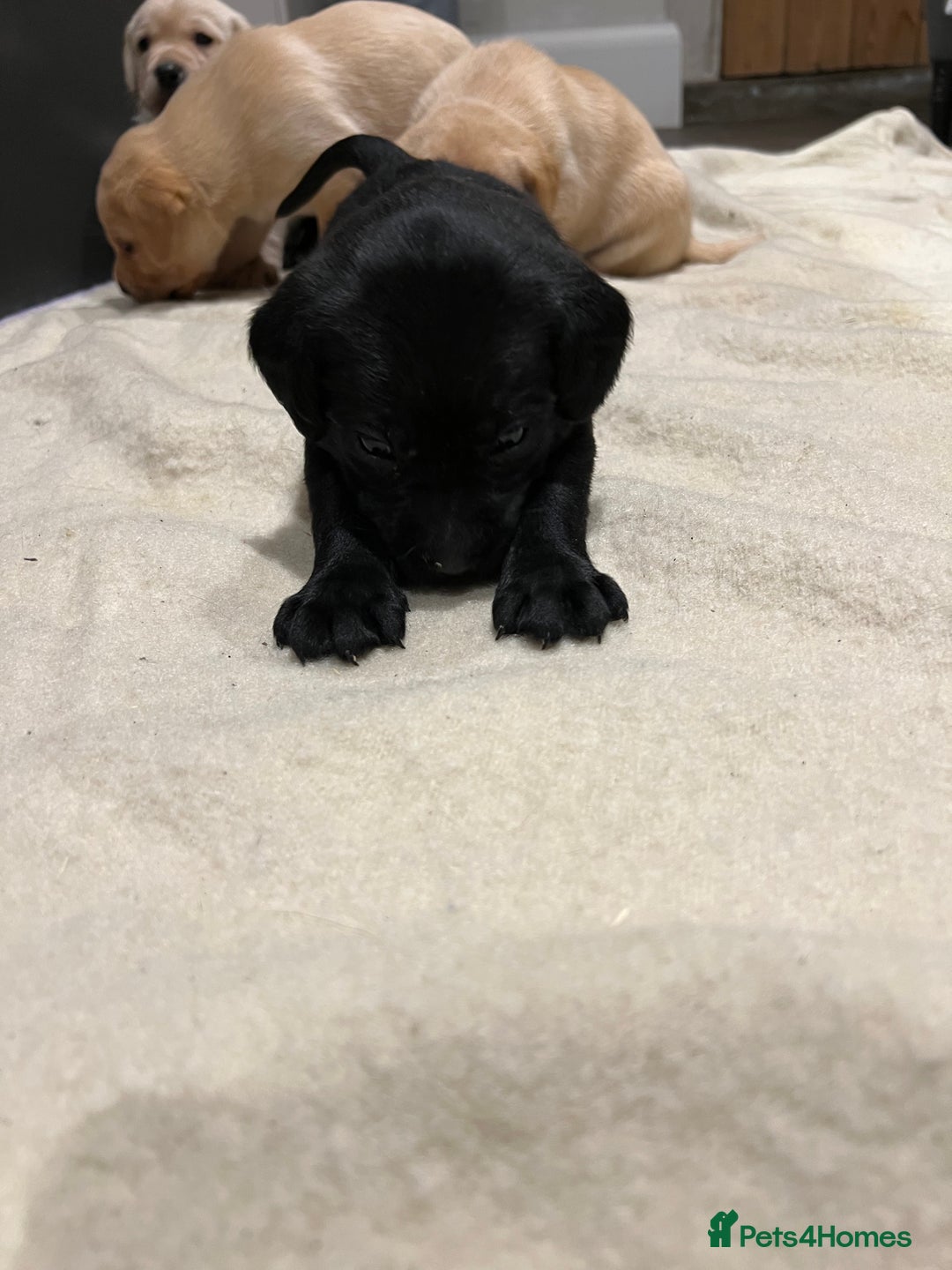 Labrador Retriever dogs for sale: 1 golden/ yellow boy Labrador puppies left - Advert 11