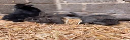 Mini Lion Lop rabbits for sale: Mini lop and lion lop in Consett - Advert 5
