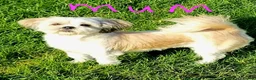 Lhasa Apso dogs for sale: Adorable Lhasa Apso Puppies  - Advert 3
