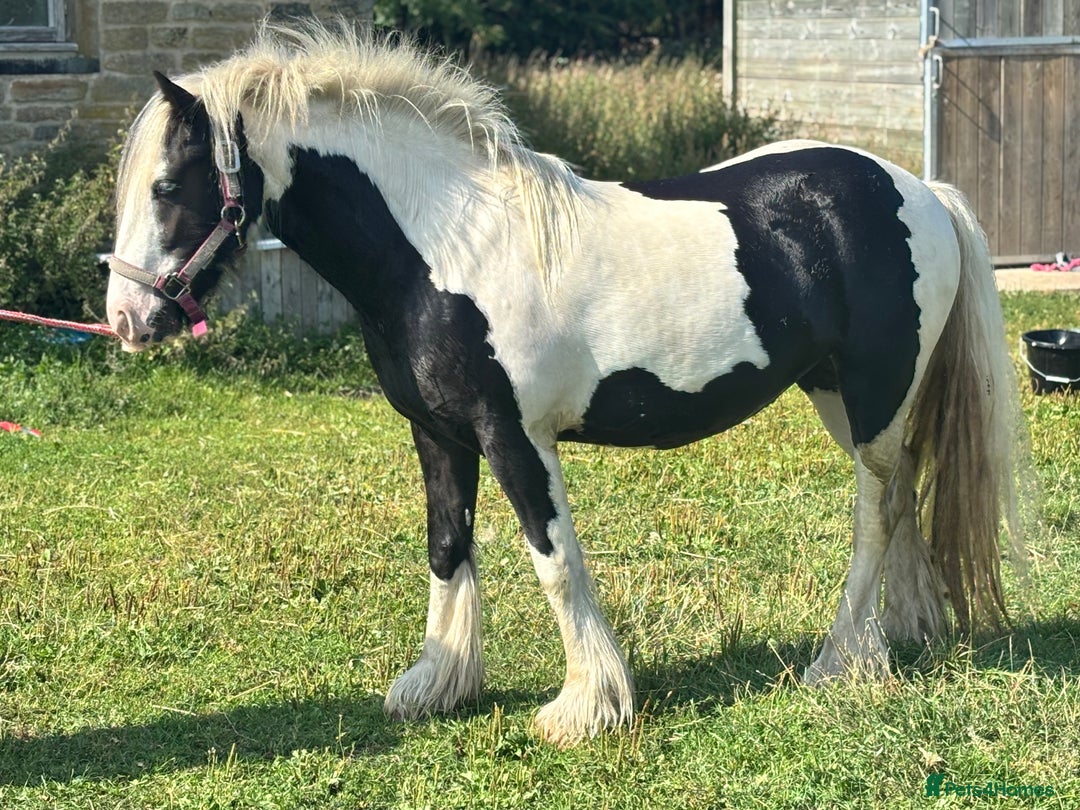 Irish Cob horses for sale: Gyspy offers considered - Image 2